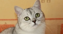 Mi nem tudja táplálni a macskákat, hogy ne károsítsa